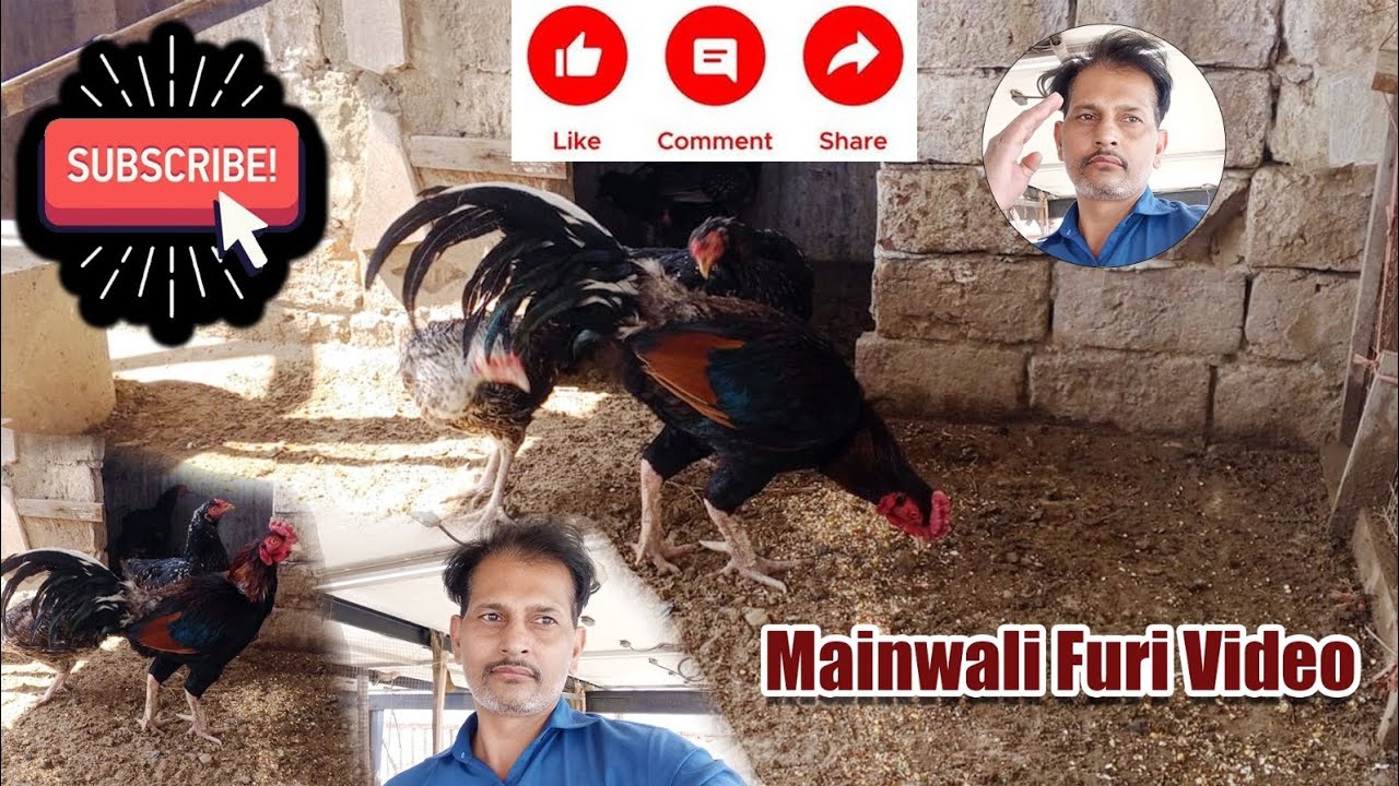 Mainwali Aseel murga#aseel birds#mainwali#viral video#for you #pure Aseel murga ##Subscribe #chicks