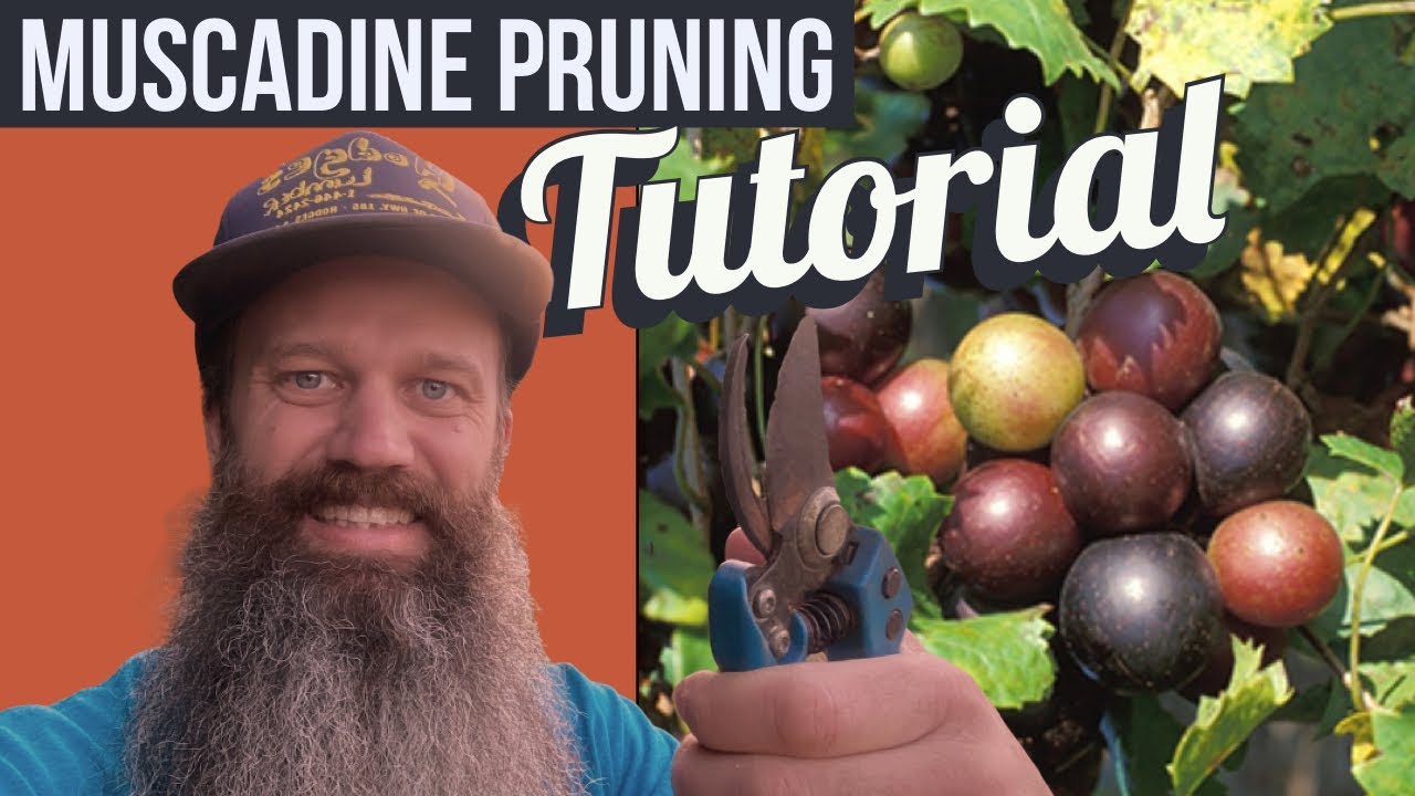 Pruning muscadines in zone 8a - Ep 77