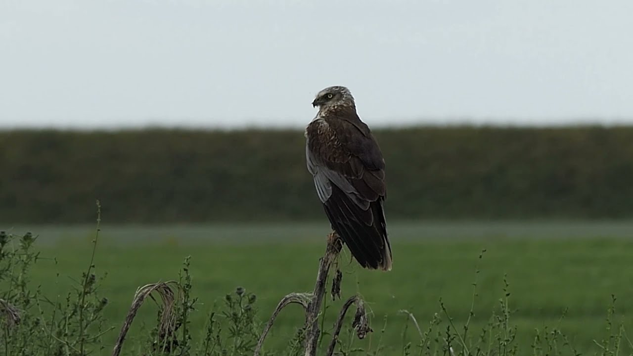 Wespendief, bruine kiekendief, buizerd onderscheiden /buzzard, honey buzzard, Vogelen met Limosa 37