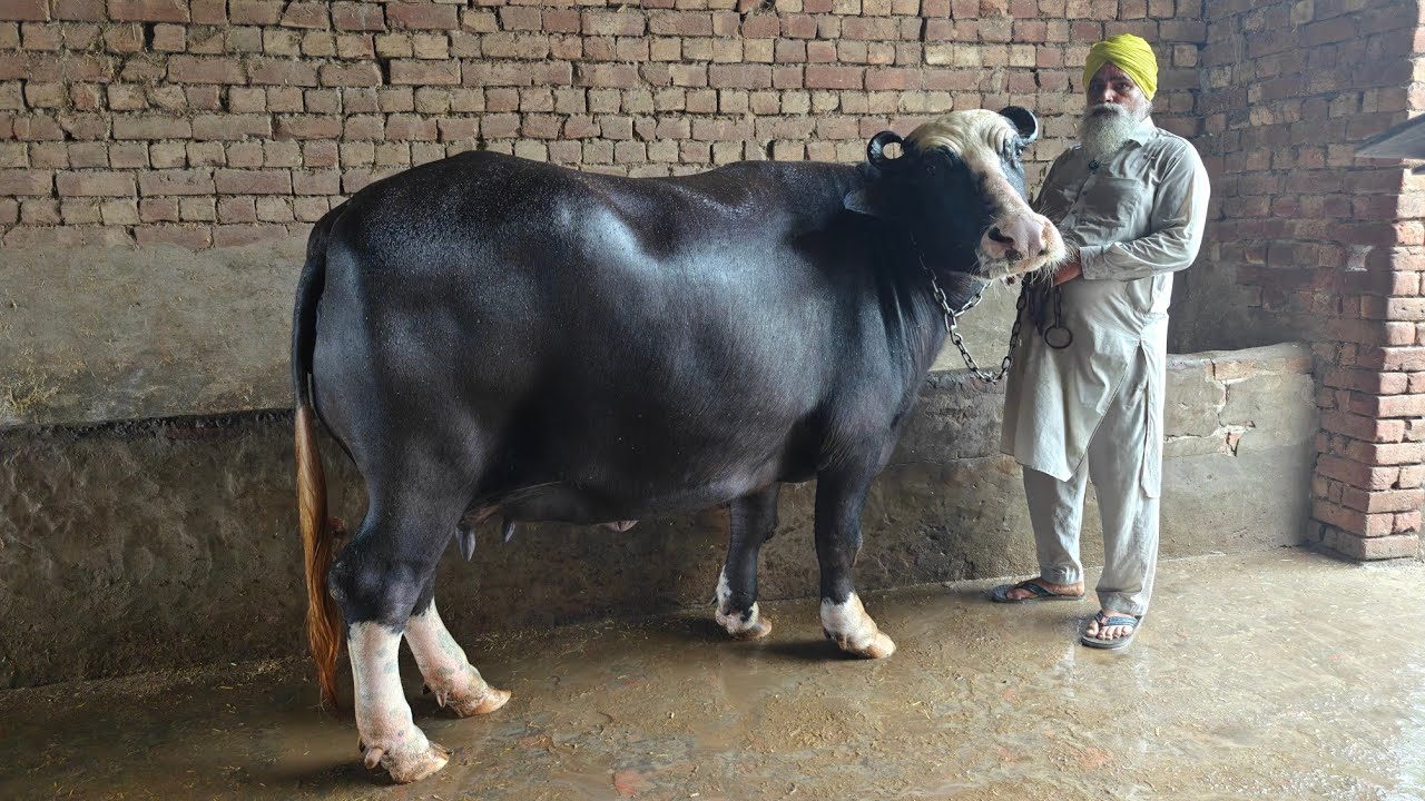 One Buffalo for Sale, ਇੱਕ ਮੱਝ ਵਿਕਾਊ 