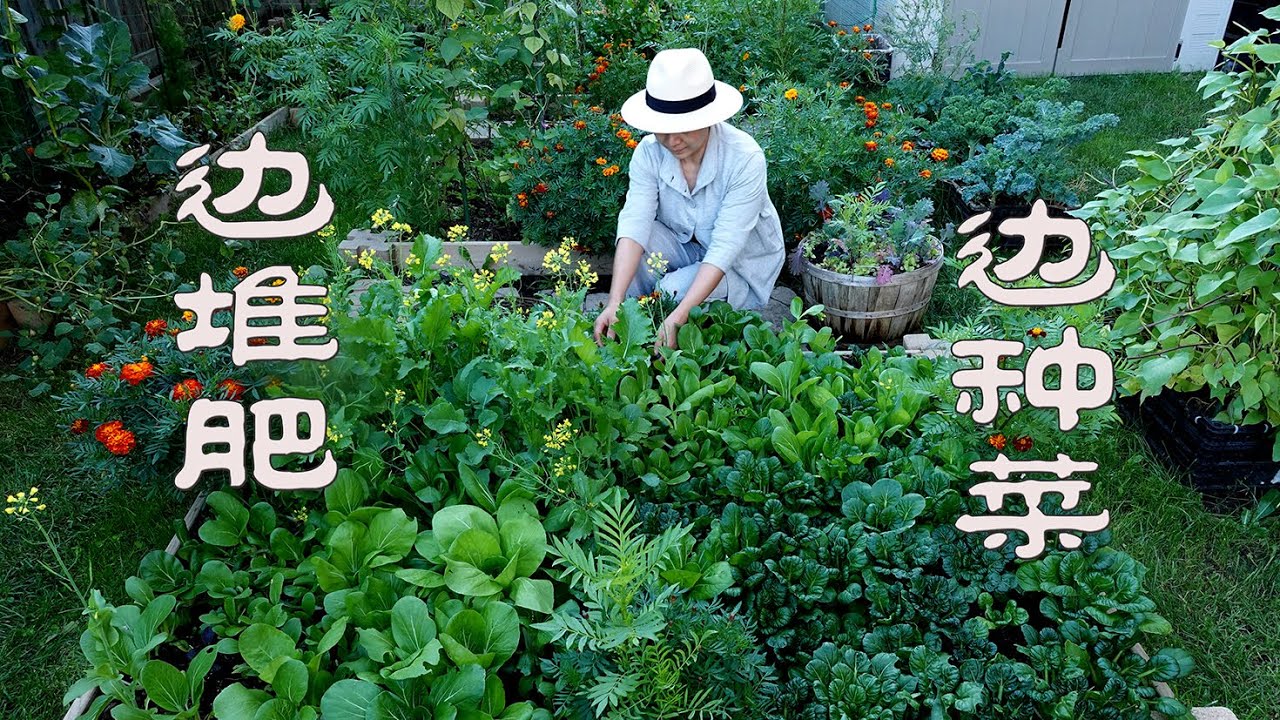 深秋整理菜园，变废为宝，边堆肥边种菜  Tidy up the vegetable garden in late autumn and grow vegetables while composting