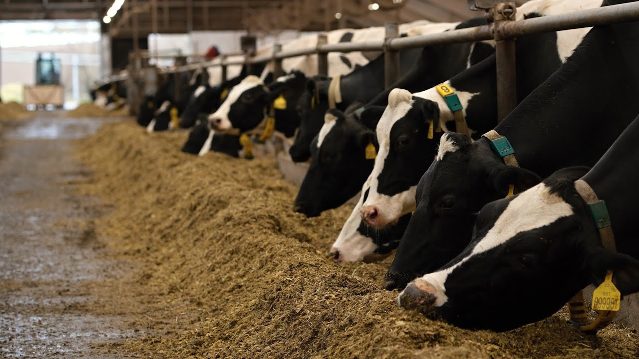 Kukuřičn&aacute; sil&aacute;ž a jej&iacute; kvalita | Agropodnik Ko&scaron;etice | Rok zemědělce