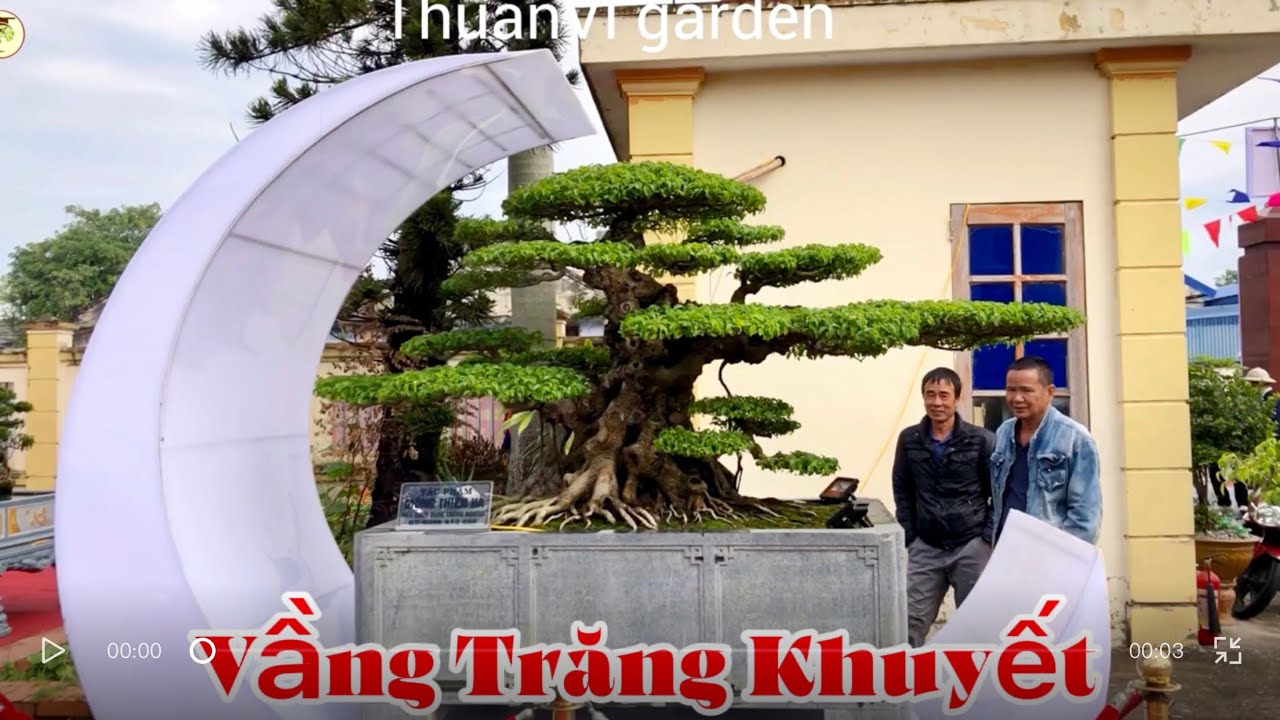 Tổng hợp những cây đẹp tại Triển lãm Ninh Giang 2026 #thuanvigarden
