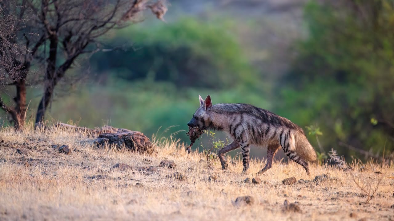 Striped Hyena - Kadbanwadi Grasslands, Indapur, Maharashtra