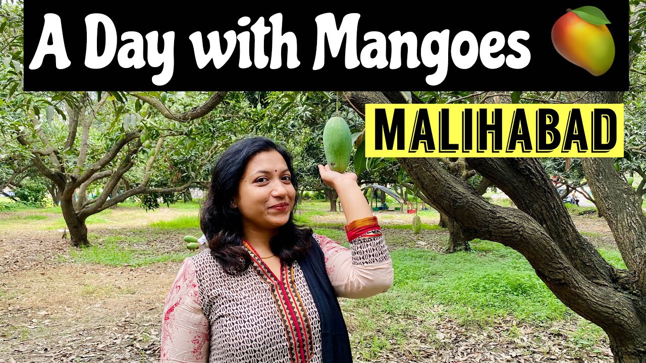 North India EP 13: RoadTrip 2021 | Uttar Pradesh | Dasheri Mangoes 🥭 - Malihabad | Roving Couple