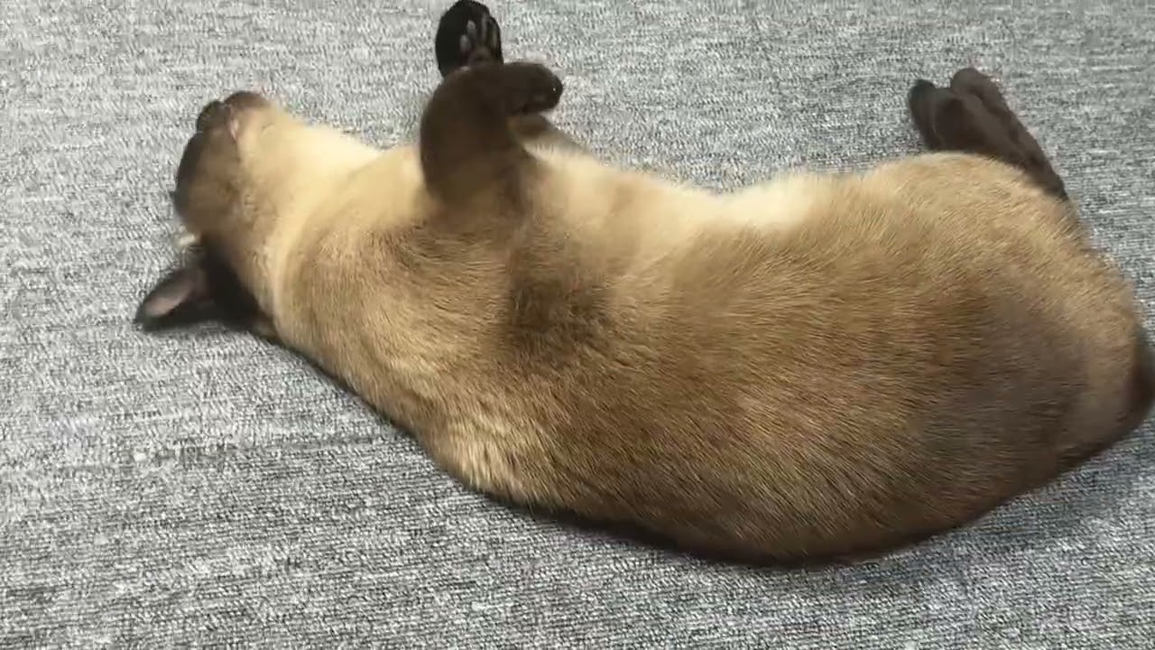 우리미호
