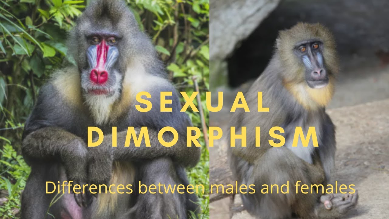 What is Sexual Dimorphism?