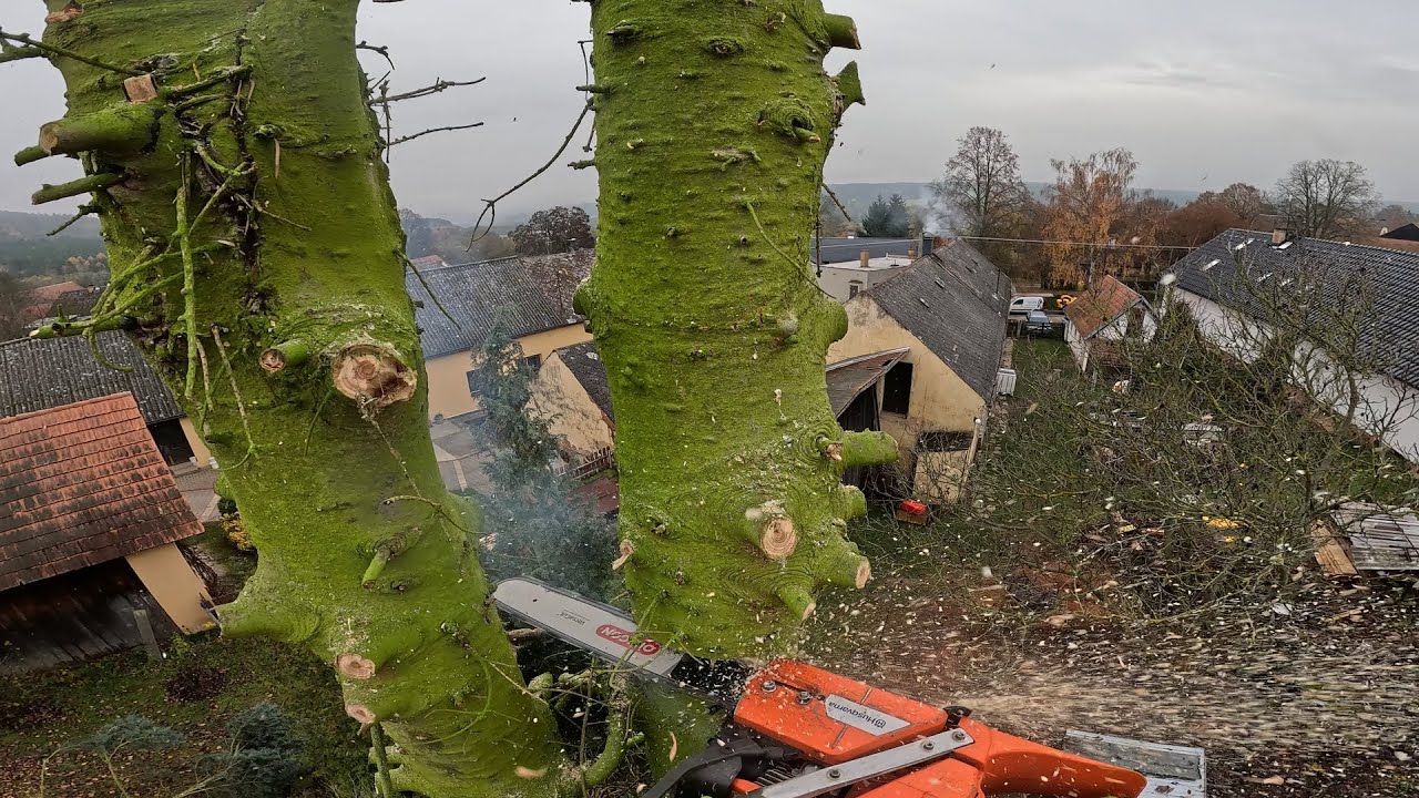 kácení stromu v blízkosti skleníku.