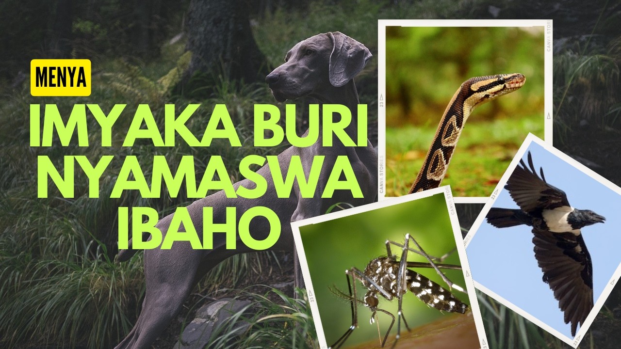 Inyamaswa zibaho igihe kireshya gute? Menya igihe buri nyamaswa imara ifite ubuzima ikabona gupfa