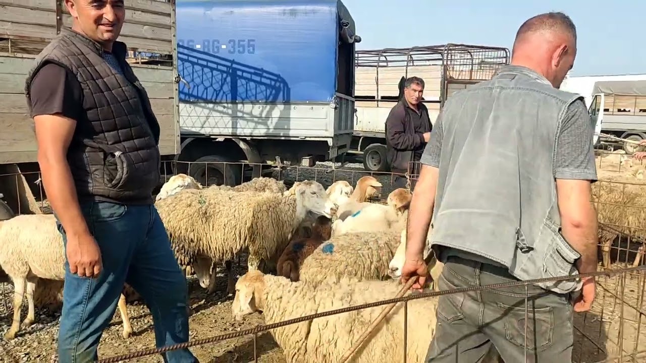 Bərdə qoyun bazarl 31.05.2024.050.571.71.57