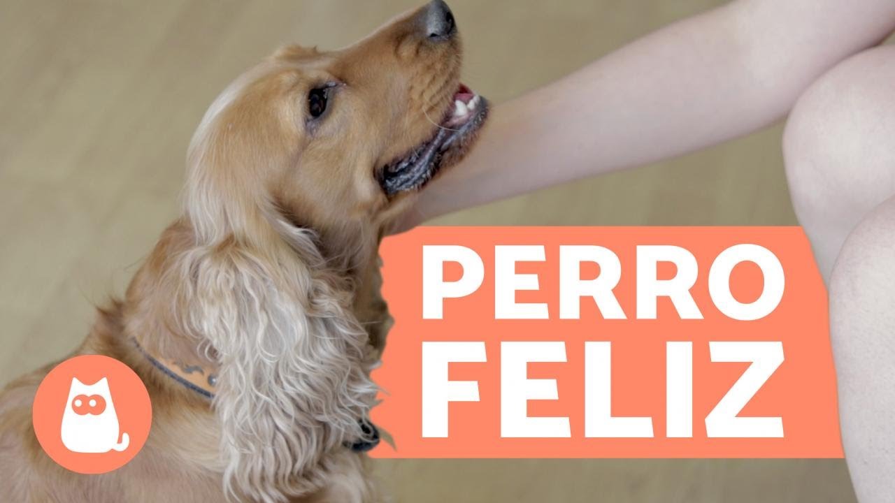 &iquest;C&oacute;mo hacer m&aacute;s feliz a tu perro? - 10 CLAVES imprescindibles