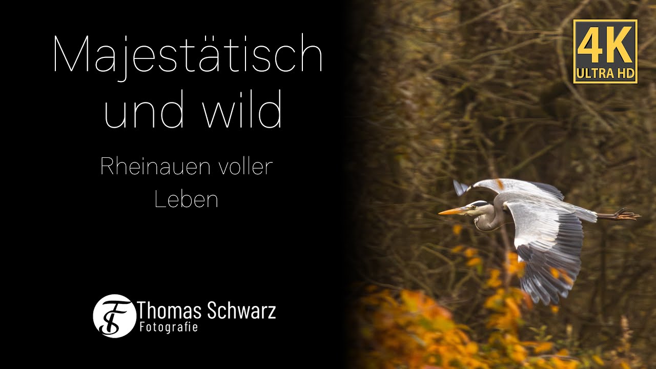 Majestätisch und wild -  Rheinauen voller Leben 