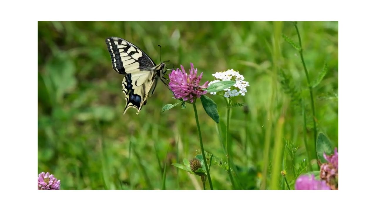 He soñado con mariposas, que significa soñar con mariposas, butterfly