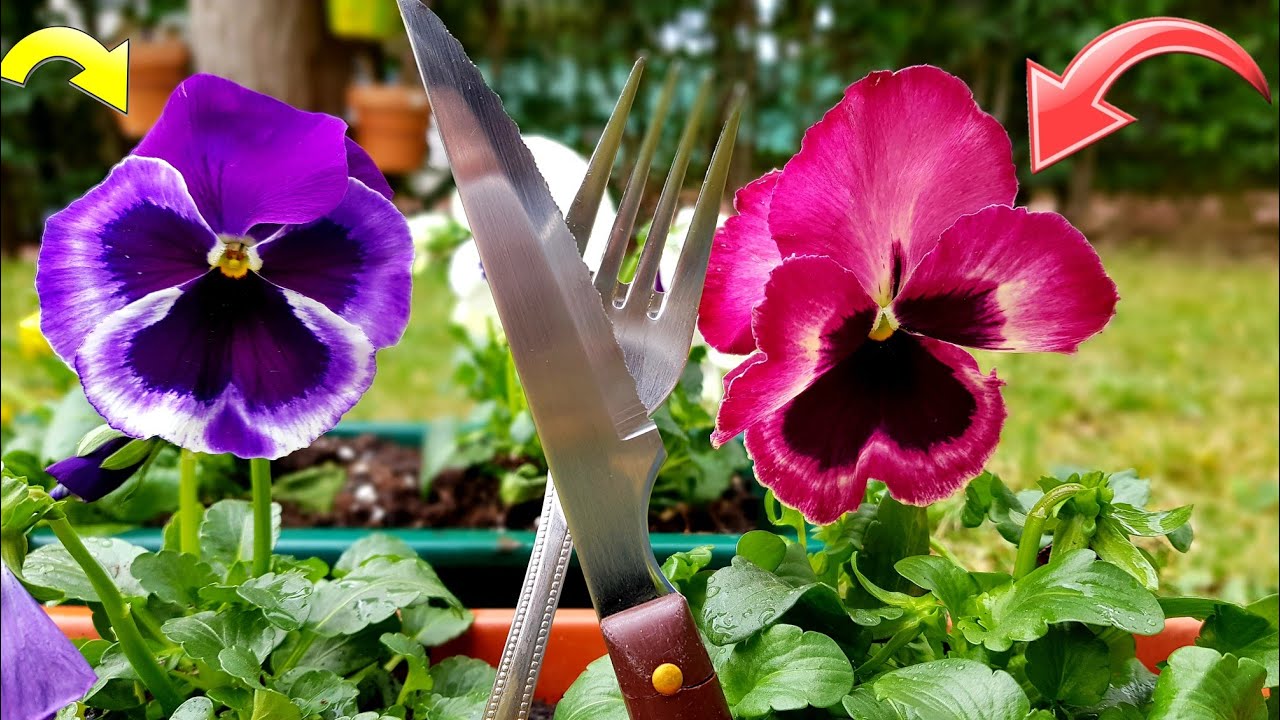 💐 Guia COMPLETA para CULTIVAR Pensamientos o VIOLAS • Cuidados Viola wittrockiana