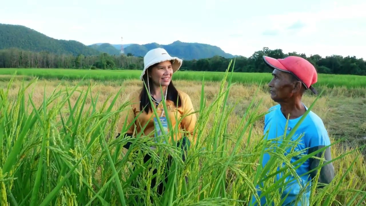 B-organic Grow | EP. 120 | ข้าวรวงยาว เขียวสมบูรณ์ เมล็ดเต็ม น้ำหนักดี โรคเชื้อราไม่มี