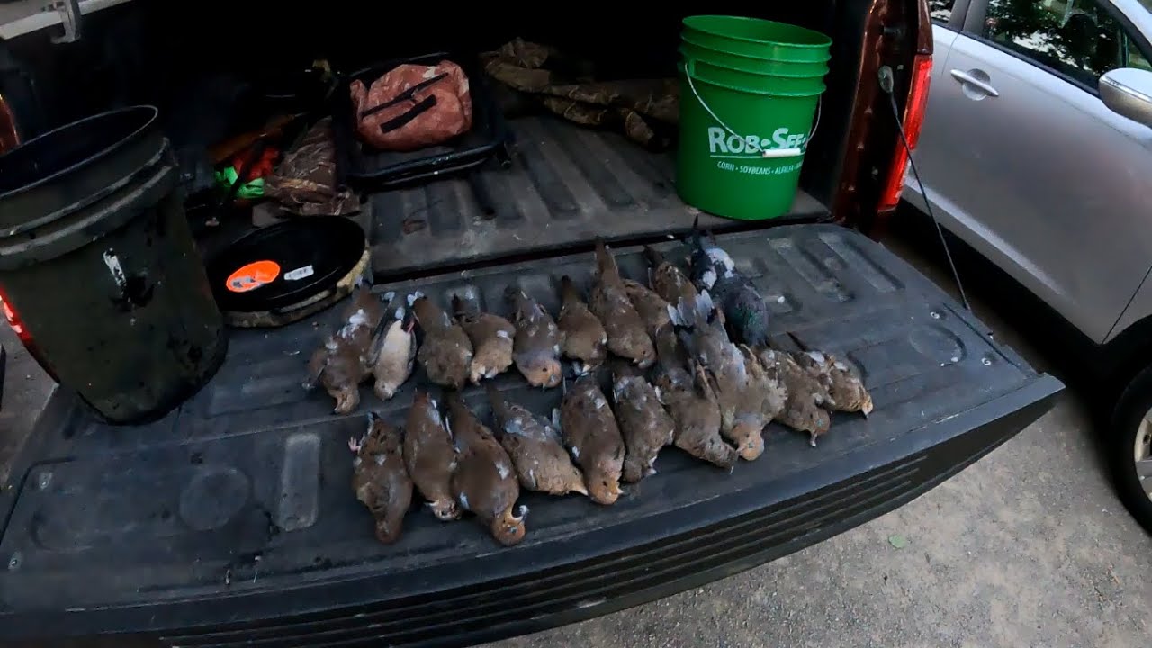 DOVE HUNTING WISCONSIN! 2023 [Shot Kam] Opening weekend