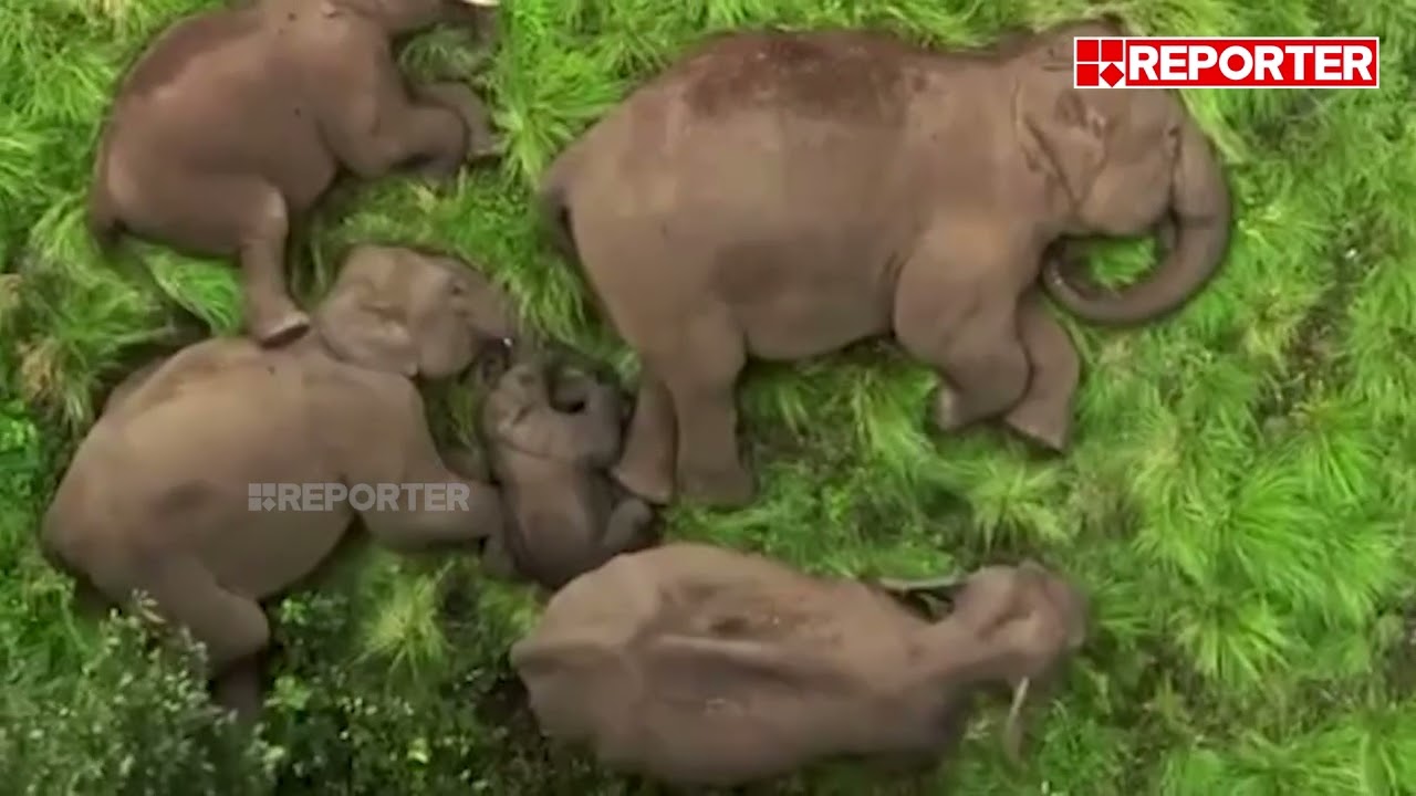 വൈറലായി പുൽമേട്ടിലെ ആനയുറക്കം... | Anamalai Tiger Reserve | Elephant