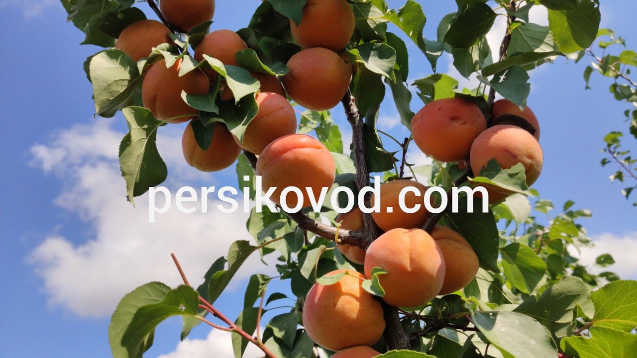 Абрикос Фарбели (Farbaly)22.08.2020 persikovod.com