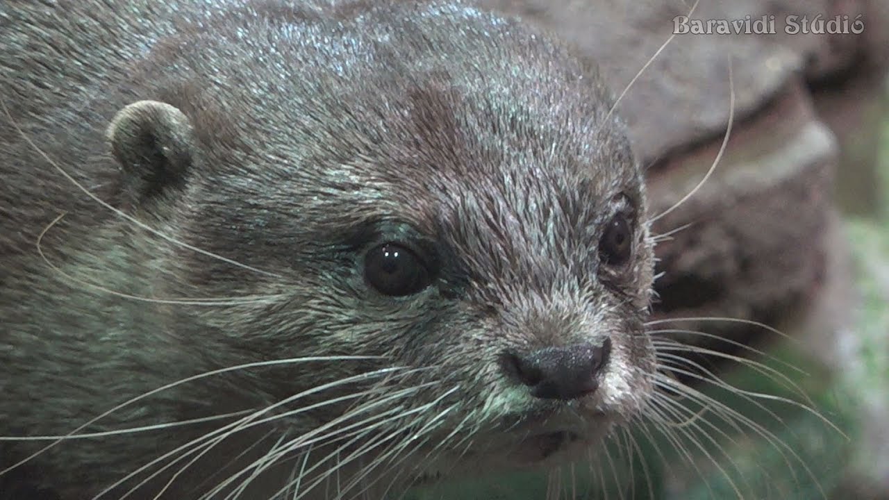 TISZA - TAVI ÖKOCENTRUM