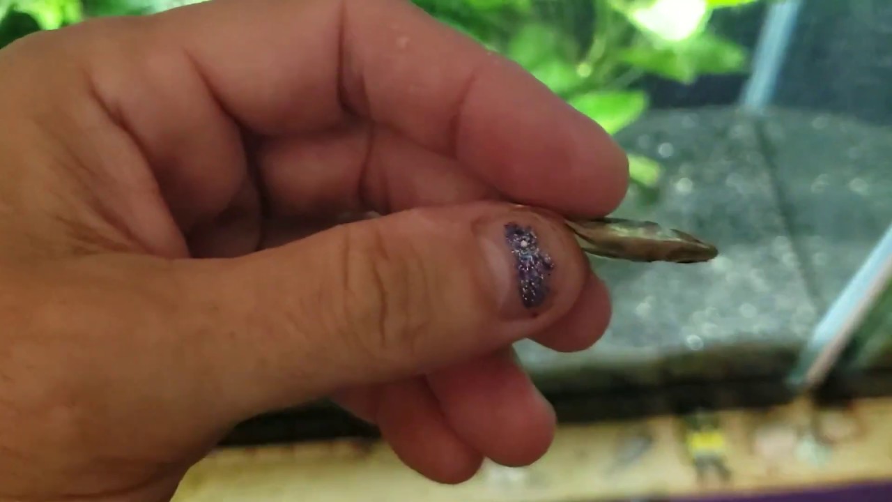 Hatchetfish Will Jump Through Tiny Gaps