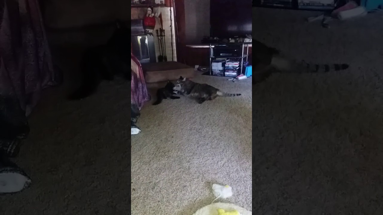 Looks like Elvira has a playmate now