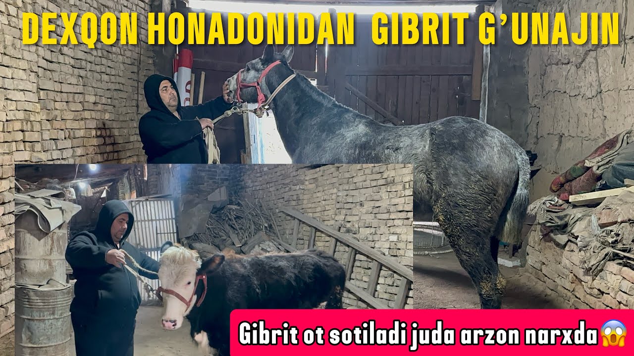 DEXQONDAN GIBRIT G’UNAJIN GIBRIT OT NARXI JUDA ARZON ETILA ULGURIB QOLILA😱😱