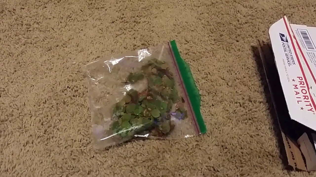 Unboxing of Red Root Floaters