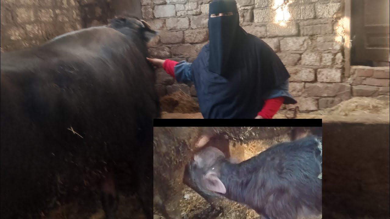 طريقه حليب الجاموسه للوالده ⁉️ وقد ايه المولود بياخد لبن ⁉️وبيرضع فتره قد ايه ⁉️وازاي بنتعامل معاه