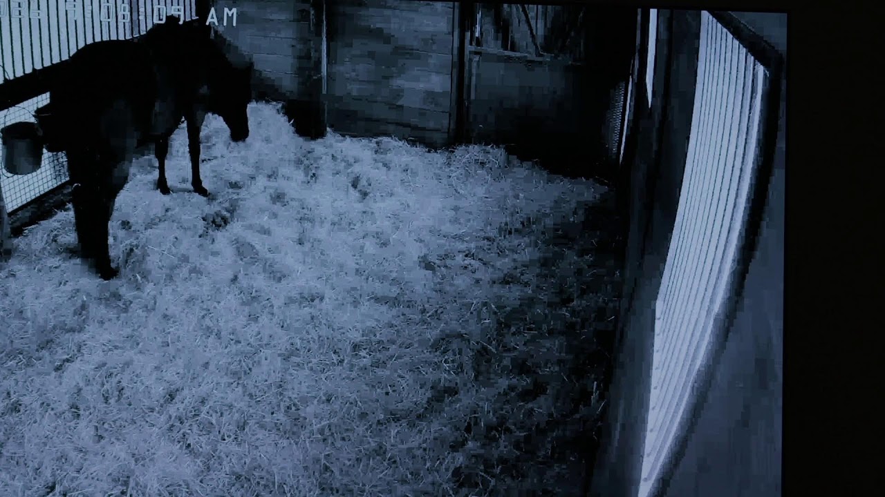 Foal Watch LIVE CAM 02.04.2026