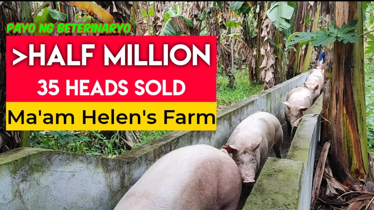 Lampas Kalahating Milyon ang Benta sa 35 Heads na Baboy