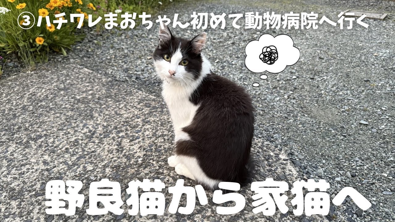【保護猫 3】野良猫から家猫へ〜ハチワレまおちゃん（♂）初めて動物病院へ行く〜