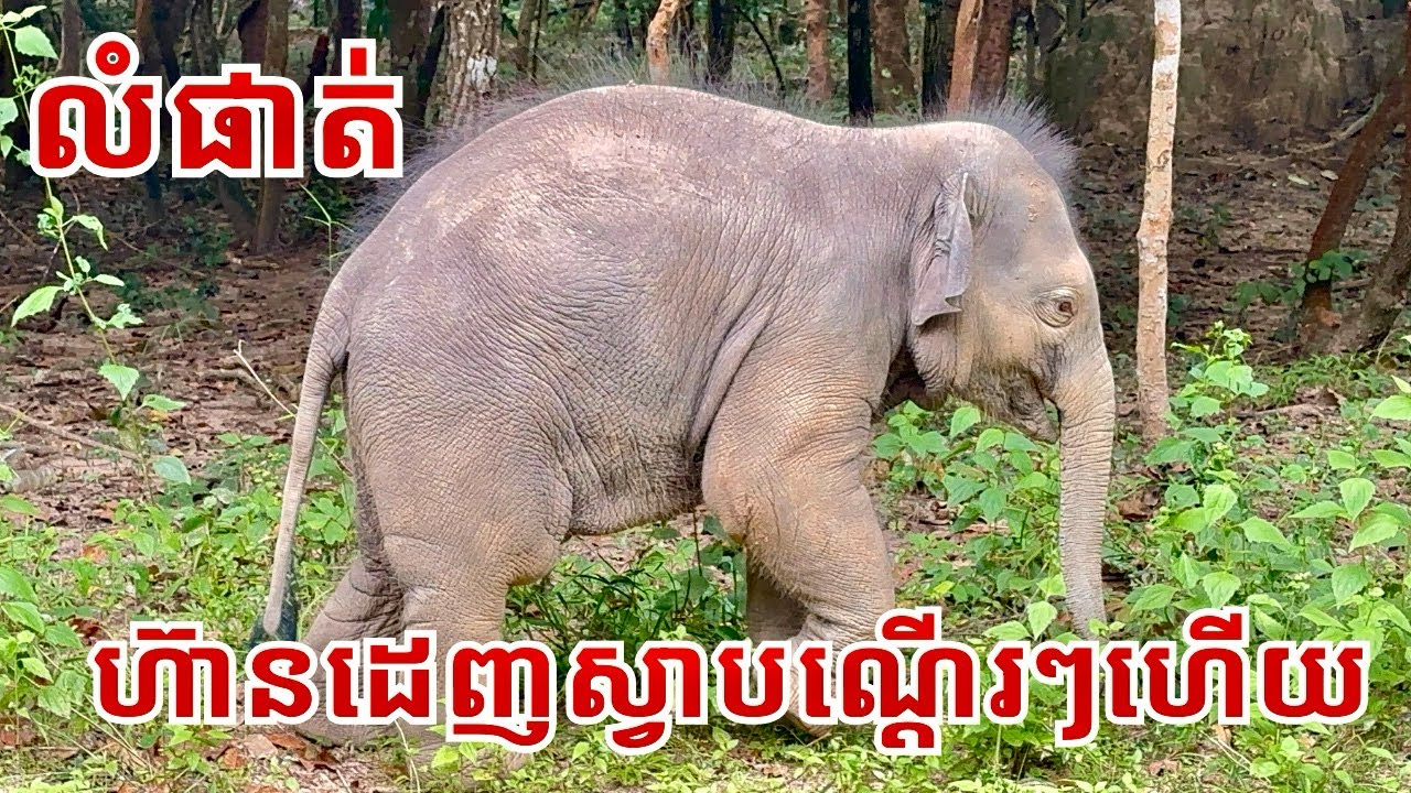 លំផាត់ ក្លាហាន ដេញស្វាបណ្តើរៗហើយ 🐘🐒🐘