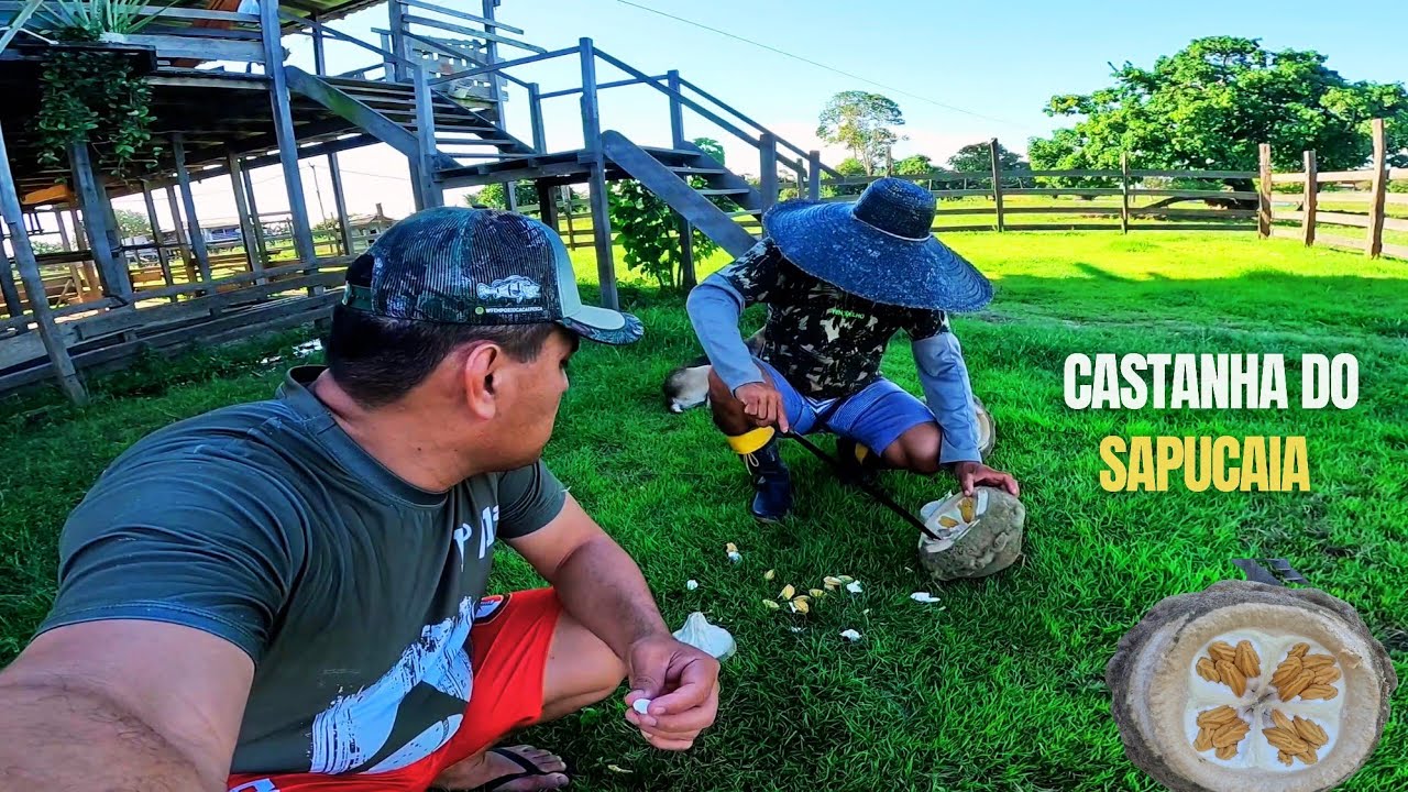 CASTANHA QUE 