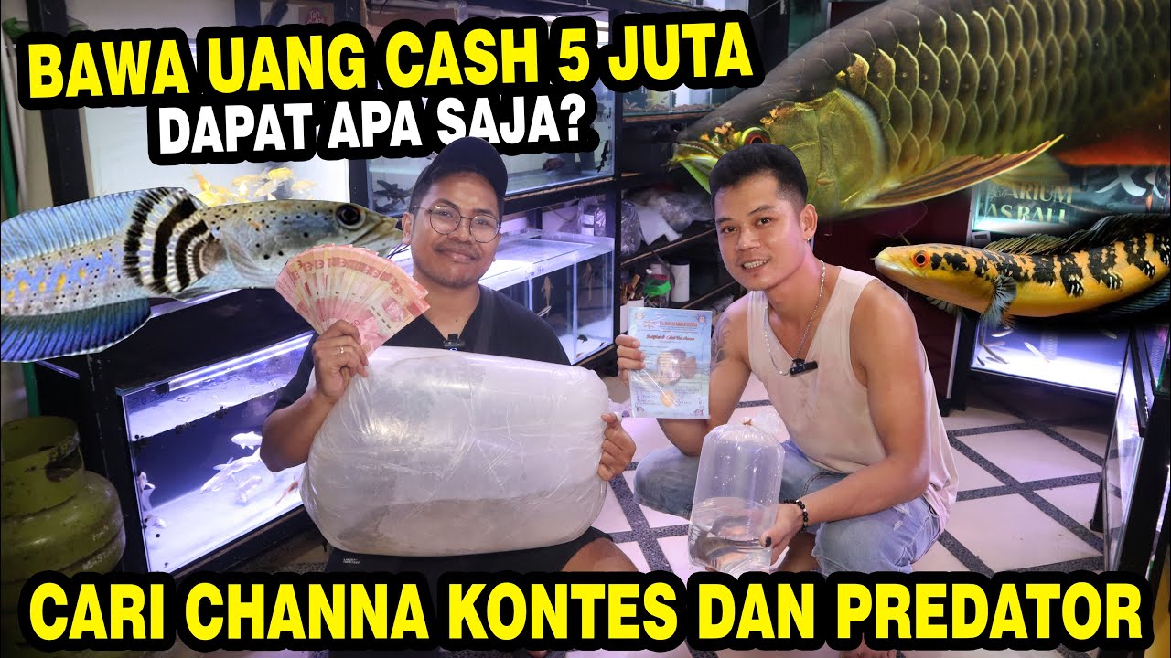 MODAL 5 JUTA!! HUNTING CHANNA KONTES DAN IKAN PREDATOR DI KK AQUATIC