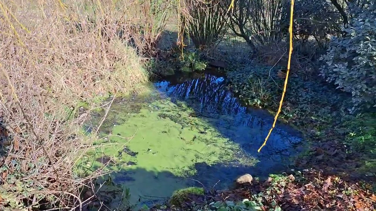 Frogs spawning