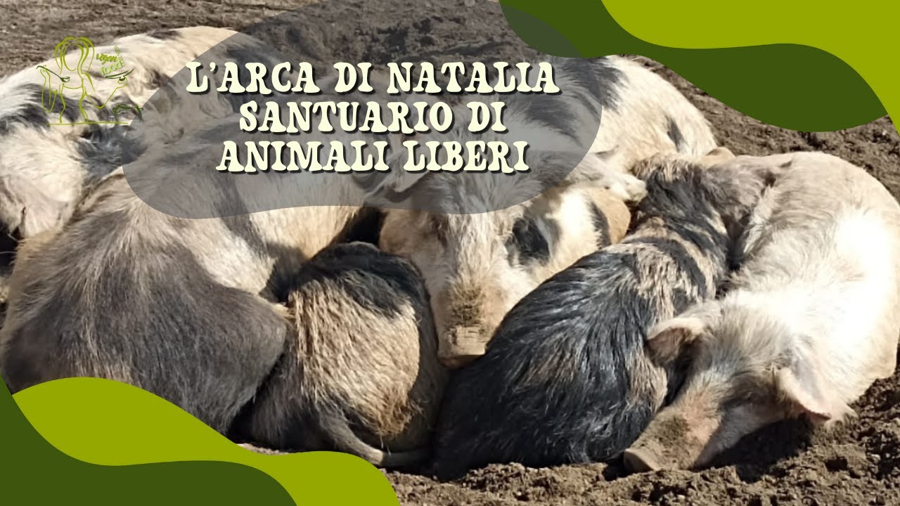L'Arca di Natalia, rifugio per animali, la nostra storia