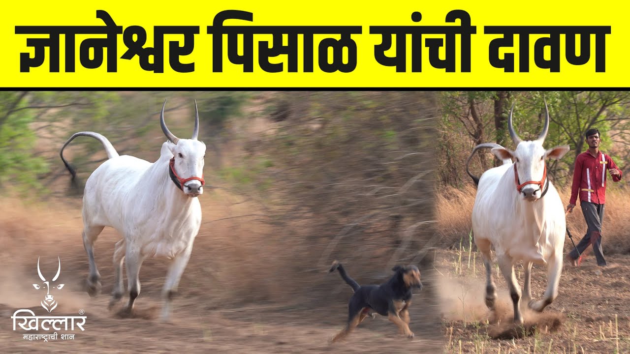 कशी असतात बावधन बगाडाची बैल? | Khillar Maharashtrachi Shaan 2024