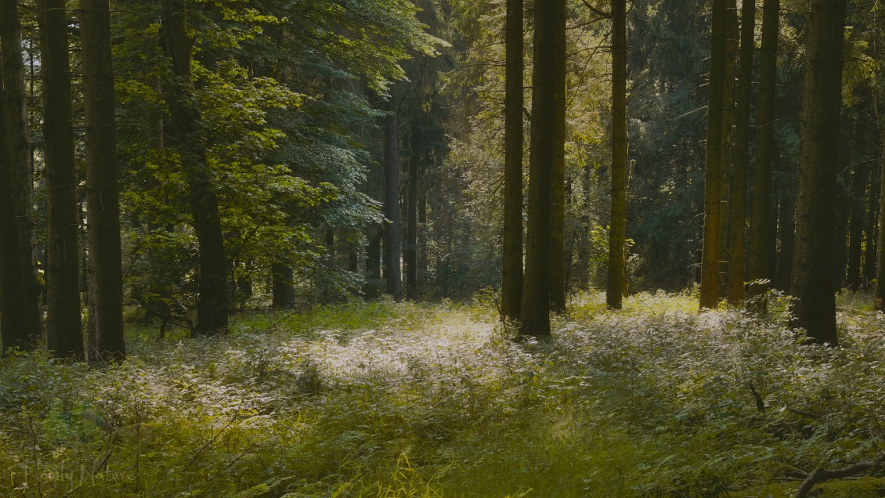 🌳 4K - Relaxing Nature Sounds For Stress Relief, Forest Sounds, Bird Song, No AI