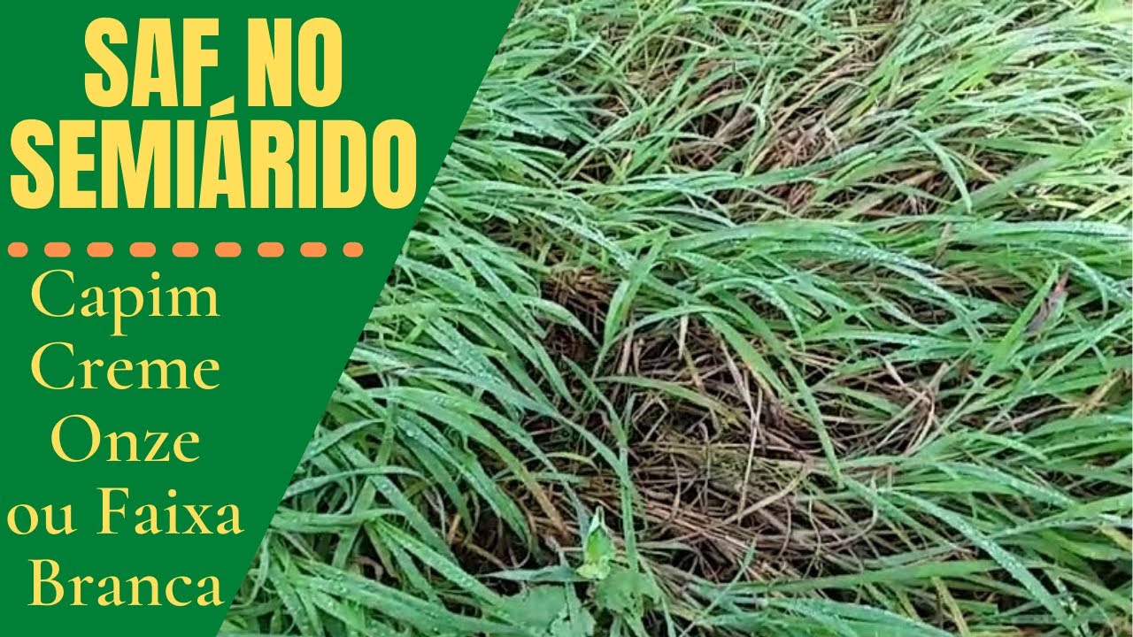 Capim Creme Onze ou Faixa Branca/SAF no Semi&aacute;rido/SAF Santa F&eacute;