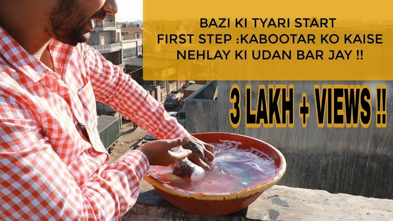 BAZI SE PEHLE KABOOTAR KO AISE ZARUR NEHLAY !!!!!! बाज़ी से पहले कबूतर को ऐसे ज़रूर नेहलाय ||