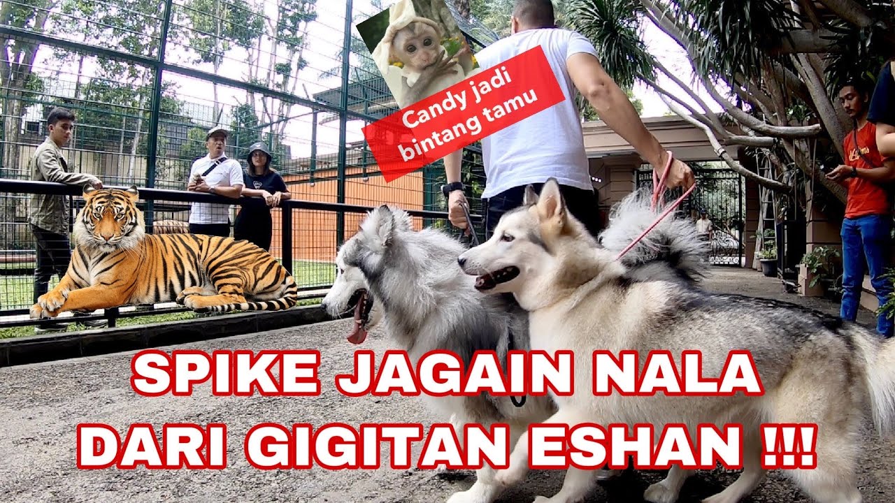 SPIKE JAGAIN NALA DARI ESHAN !!! - VLOG