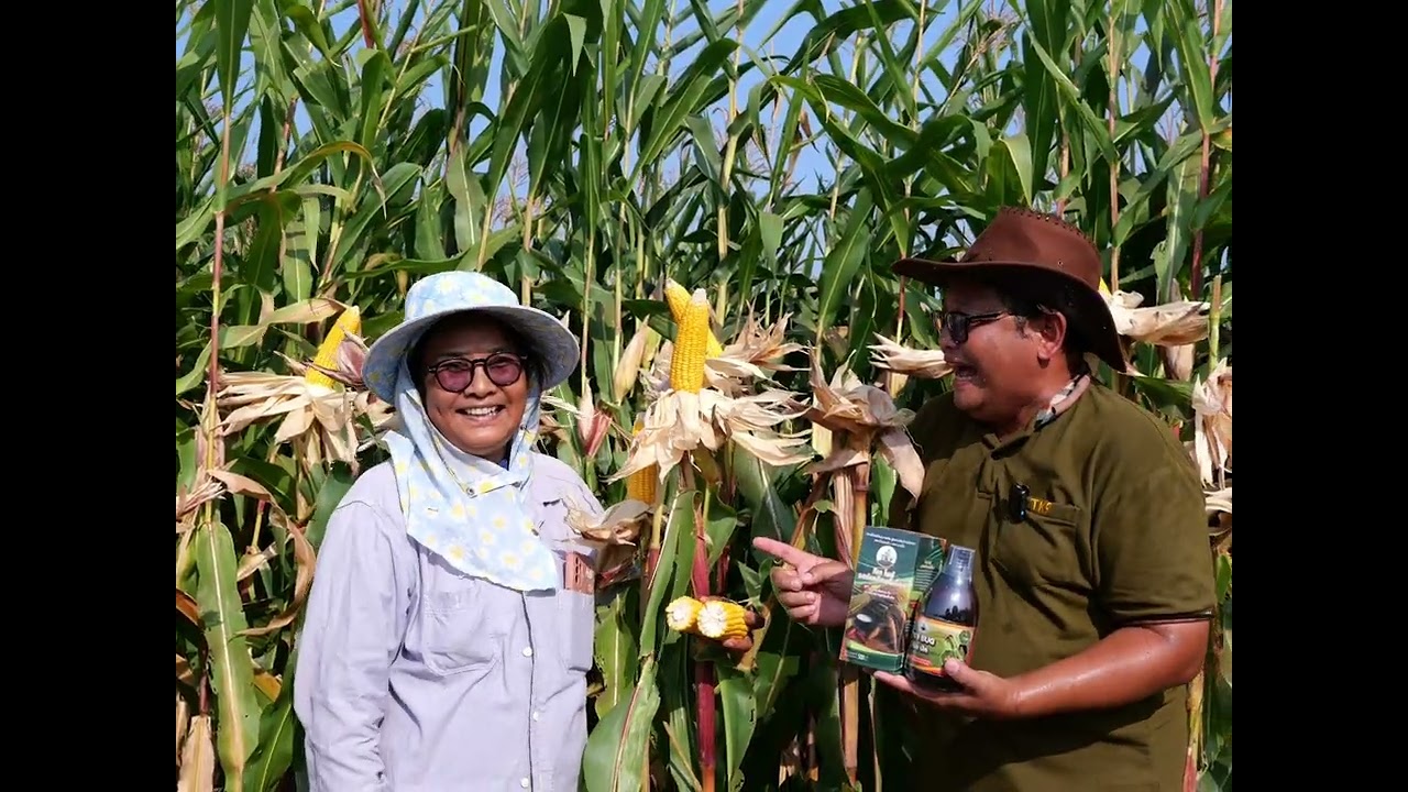 ข้าวโพดแกนเล็กเมล็ดลึกสวยทุกฝักน้ำหนักดีทั้งแปรง