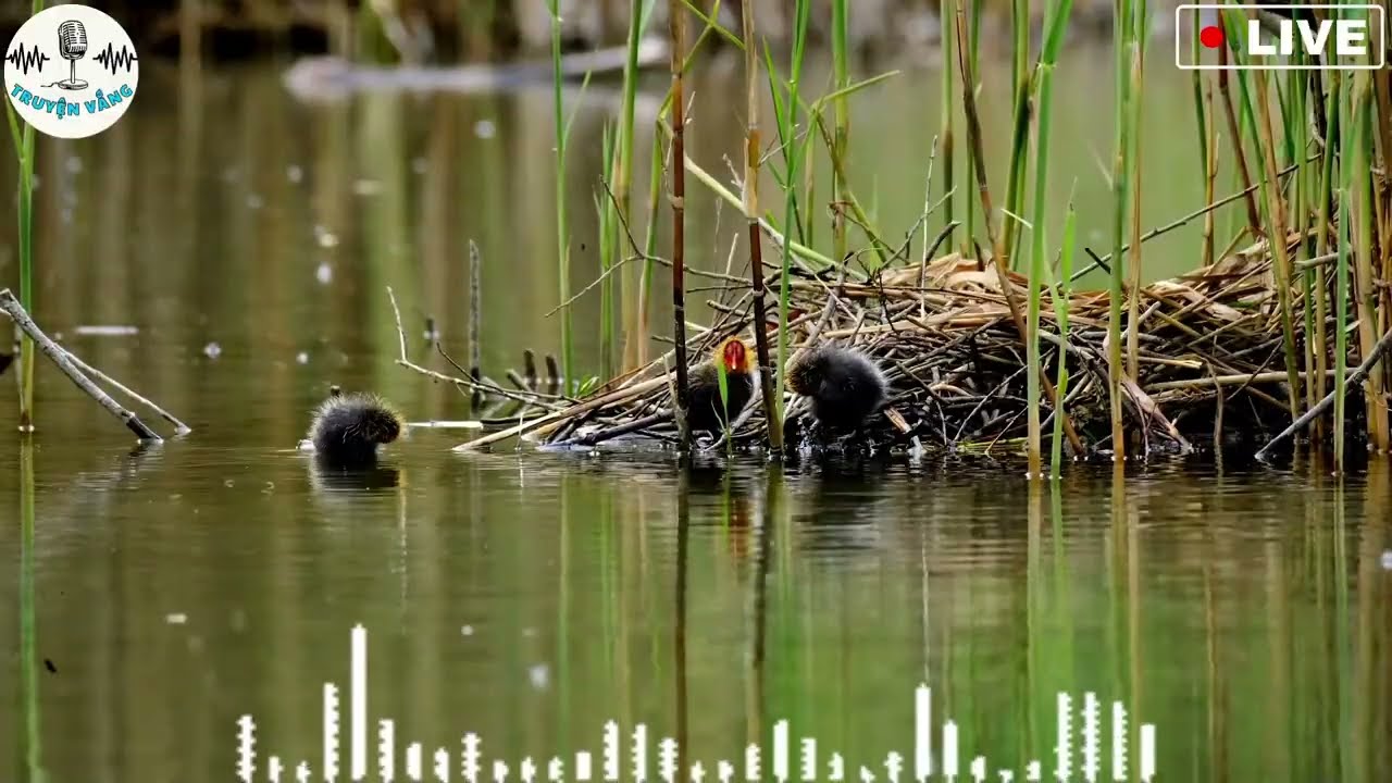 Chuyện Động Trời - NGHE 5 PHÚT ĐÃ MUỐN