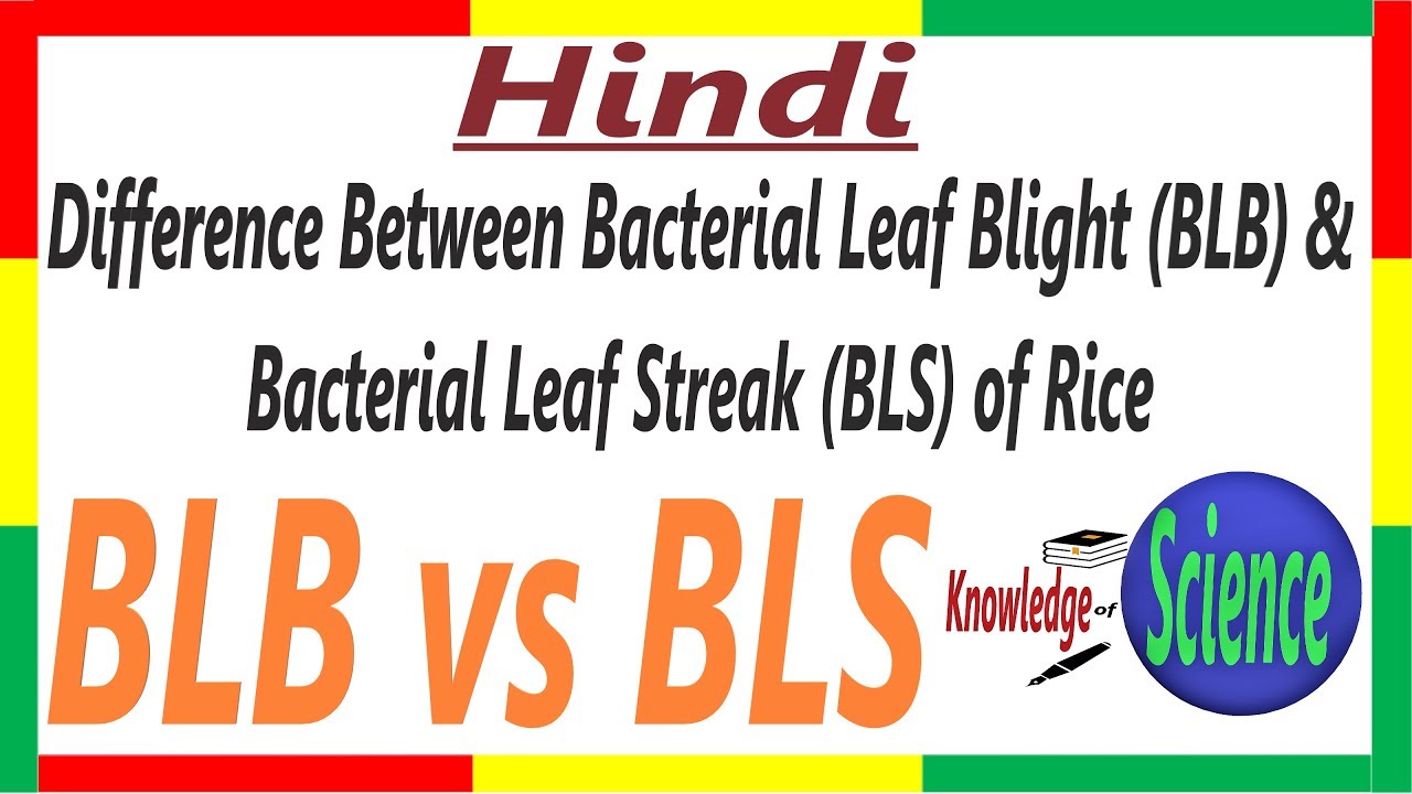 Difference Between Bacterial Leaf Blight (BLB) & Bacterial Leaf Streak (BLS) Disease of Rice | DD #7