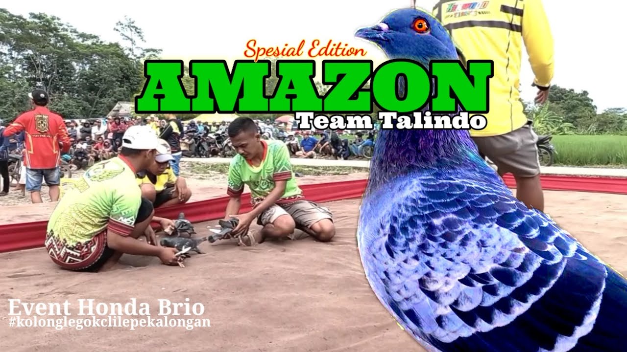 🕊GRENDASEBAH VS AMAZON//SPESIAL EDITION AMAZON TEAM TALINDO//MERPATI KOLONG//NGGEDEBUS MERPATI