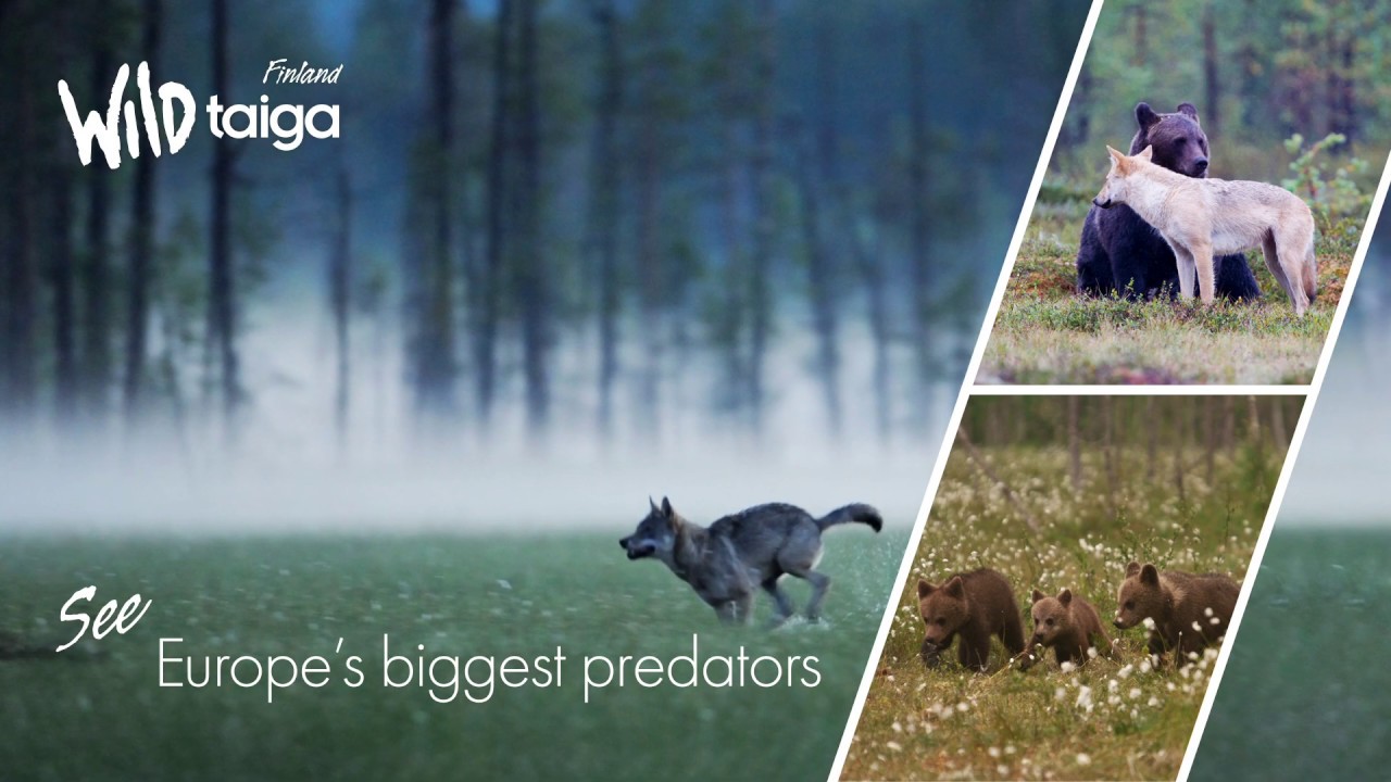 Wild Taiga's Summer, Nature and Culture - Kainuu Arctic Lakeland, Finland