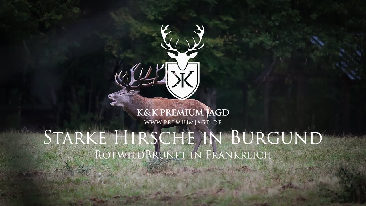 Rotwild Brunft Frankreich - Zu Gast in Burgund
