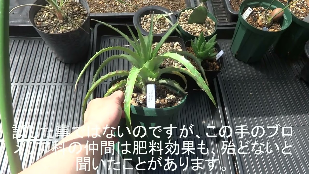 ヘクチア・テキセンシス(Hechtia texensis)です。