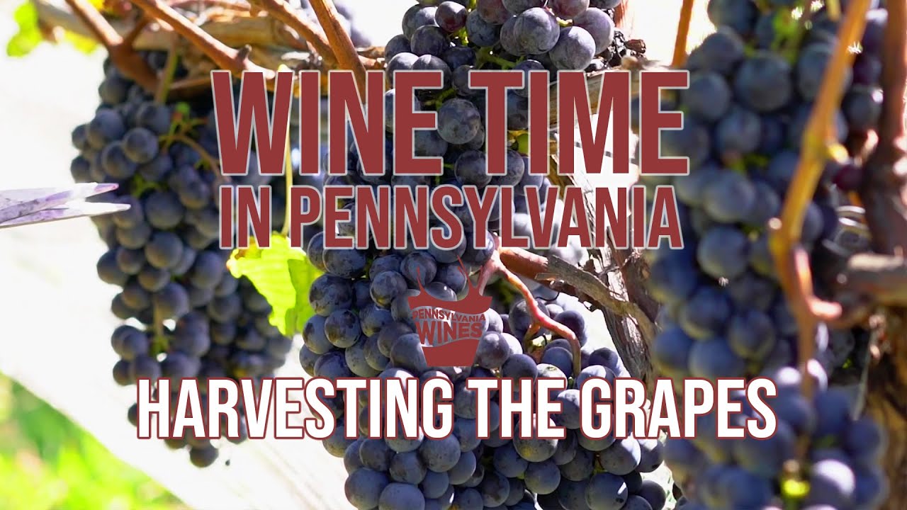 Harvesting the Grapes | Wine Time in Pennsylvania Episode 5