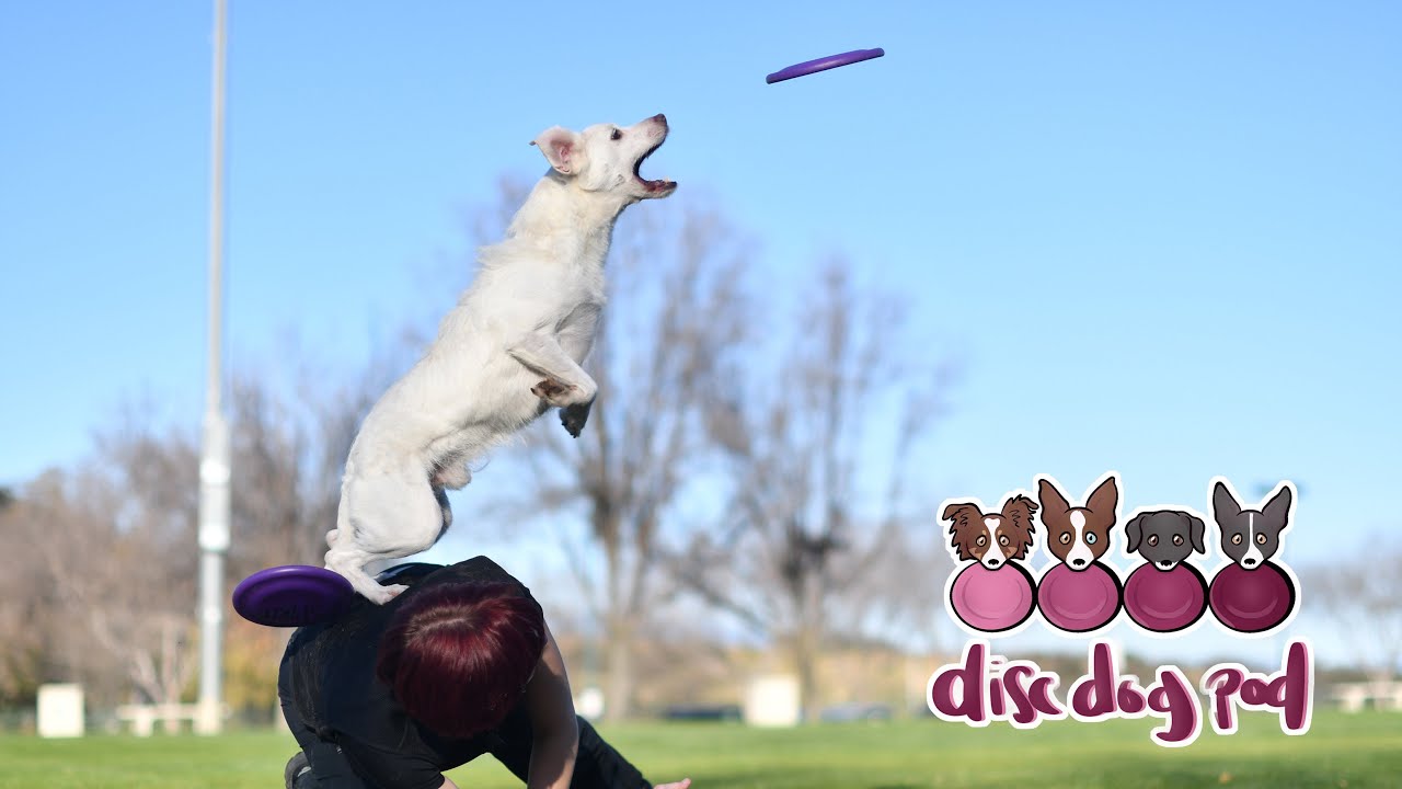 Talking about MicroDogs! | Disc Dog Pod Ep. 19